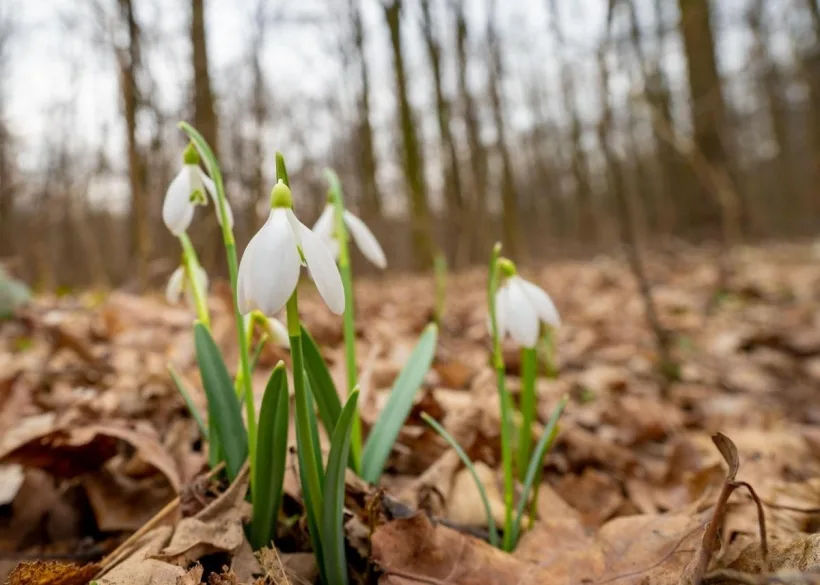 Estimări meteorologice: Paște cu vreme mai rece și condiții de ploaie în anumite regiuni