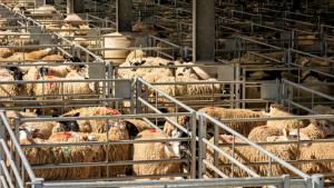 Strategia ANSVSA aduce un nou record: livrări masive de ovine către Algeria