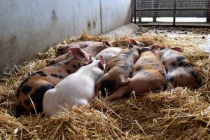 Program de sprijin pentru crescătorii de porci din rasele Bazna și Mangalița