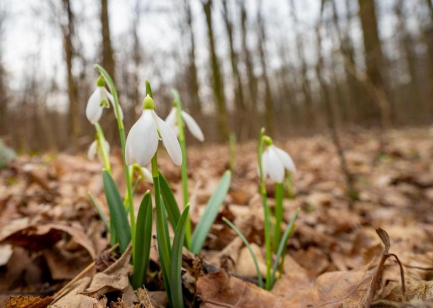 Estimări meteorologice: Paște cu vreme mai rece și condiții de ploaie în anumite regiuni