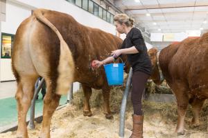 Achiziții de animale de reproducție finanțate prin fonduri europene și Pilonul II