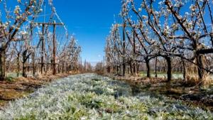 Guvernul pregătește sprijin de 11,5 milioane euro pentru livezile afectate de îngheț