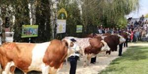 Parada Taurilor la Sângeorgiu de Mureș
