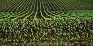 Fonduri europene în conturile României: aproape un miliard pentru fermieri